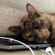 Illustration for article titled My Gaming Year In 31 iPhone Photos